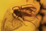 Fossil Ant (Formicidae) & Flies (Diptera) In Baltic Amber #96206-3